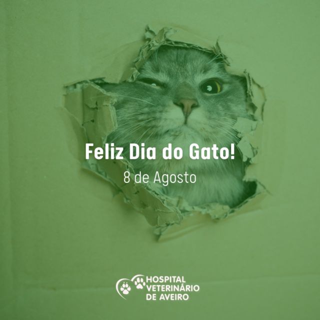 Hoje é o dia dos maiores fãs de caixa de cartão! 😆📦 O seu felino também adora?
Feliz Dia do Gato para todos os nossos seguidores amantes desta espécie! ❤️

#hospitalveterinariodeaveiro #veterinarioaveiro #veterinariosdeportugal #aveiro #aveiroportugal #aveiroportugal🇵🇹 #gatosdeaveiro #miaumigos #cats_of_portugal #adorogatosportugal