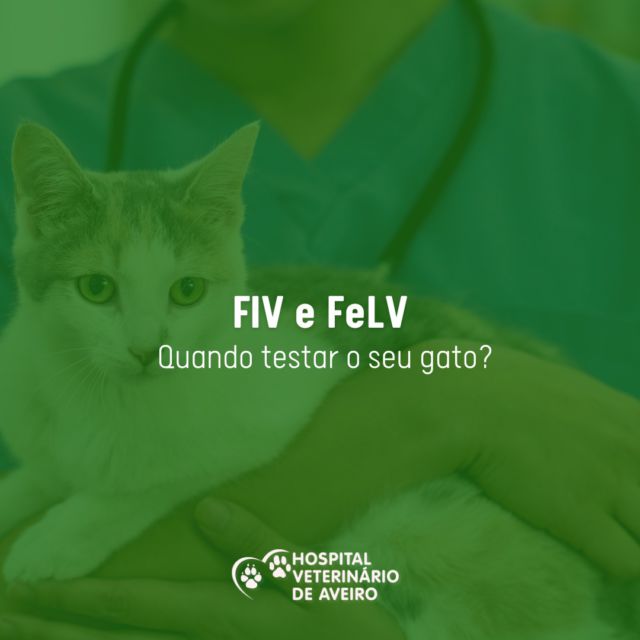 Já ouviu falar da "sida dos gatos"? E da leucemia felina?😱 Estas doenças sérias são causadas pelos vírus FIV e FeLV, dos quais os gatos podem ser portadores sem sinais óbvios.😮 Deve testar o seu gato sempre que recomendado pela nossa equipa, como por exemplo nestas situações:👇

💉 Para planeamento vacinal, sobretudo se o seu gato tem acesso à rua.
🐱 Se pretende introduzir um novo gato na sua casa.
🩺 Em caso de doença, para exclusão ou diagnóstico.
🔎 Se nunca o fez, para conhecer melhor a saúde do seu gato.

Conte connosco!😊📞

#aveiroportugal #gatosdeaveiro #ílhavo